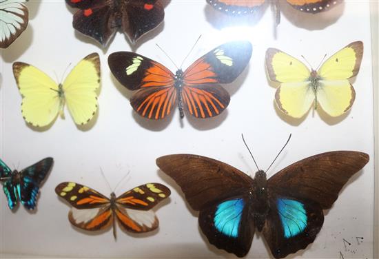 A collection of various European and exotic butterflies housed in four glazed wooden case, largest case 18 x 18in.